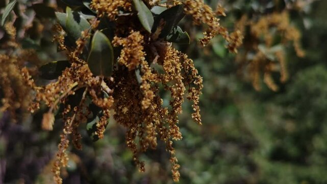 Branches with many orange things with few green leaves move through the ai