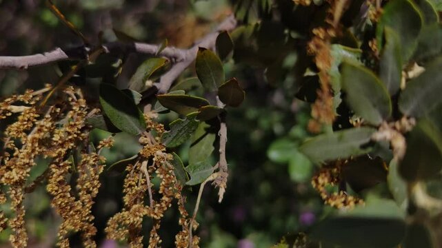 Branches with yellow or orange things swing through the air