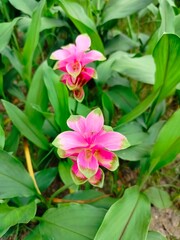 pink flowers in the garden