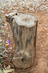 Tree stump, tropical furniture design.