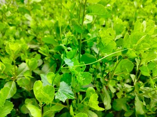 close up of fresh herbs