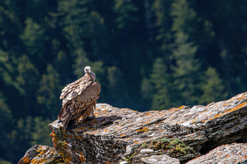 Wild eurasian griffon vulture (Gyps fulvus) perching on a big rock jutting out into the void against a springtime coniferous forest backgound. Rare bird taken in the Italian Alps. 