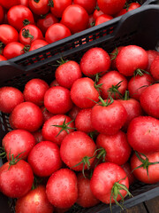 Fresh dewy red tomatoes at the farmers market