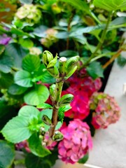 wild rose bush