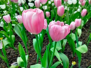 pink and white tulips