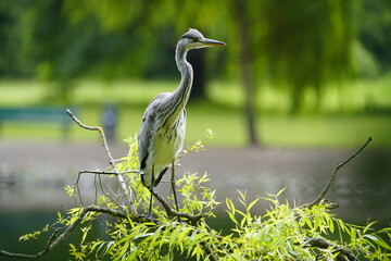 Gray heron (Ardea cinerea) Ardeidae family. Hanover, Germany.
