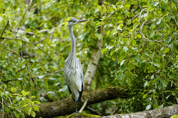 Fototapeta premium Gray heron (Ardea cinerea) Ardeidae family. Hanover, Germany.