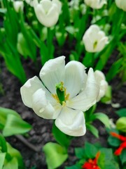 white flowers
