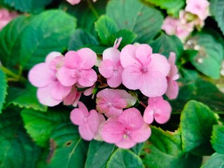 Fototapeta premium pink flowers