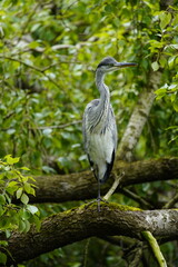 Fototapeta premium Gray heron (Ardea cinerea) Ardeidae family. Hanover, Germany.