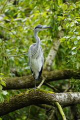 Gray heron (Ardea cinerea) Ardeidae family. Hanover, Germany.