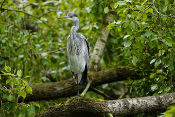 Naklejka premium Gray heron (Ardea cinerea) Ardeidae family. Hanover, Germany.