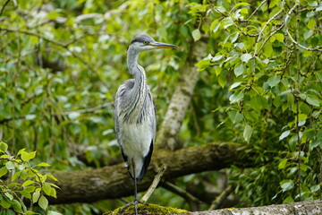 Gray heron (Ardea cinerea) Ardeidae family. Hanover, Germany.