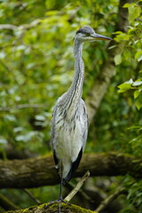 Gray heron (Ardea cinerea) Ardeidae family. Hanover, Germany.