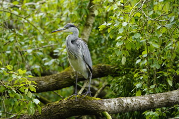 Gray heron (Ardea cinerea) Ardeidae family. Hanover, Germany.