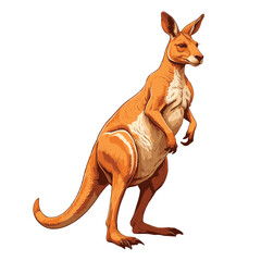 Hand Drawn Kangaroo Illustration