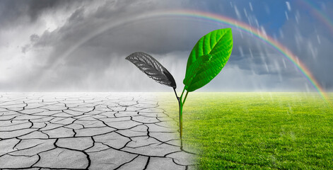 Junge Pflanze wächst aus der Erde zwischen Dürrem Boden und grünem Gras