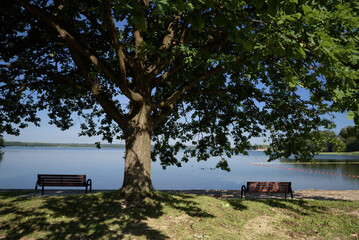 LANDSCAPE ON THE SHORE OF LAKE - Benches for walkers under the oak tree