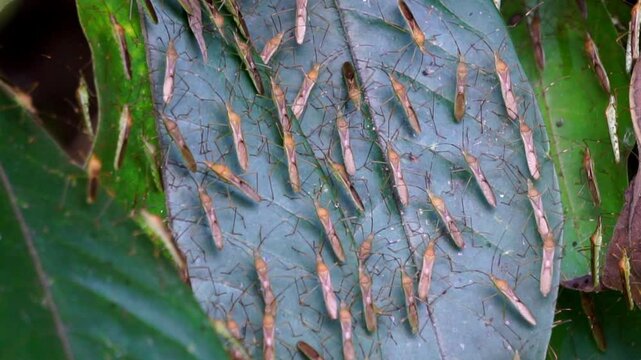 Leptocorisa oratorius (Walang sangit, Leptocorisa bengalensis, Leptocorisa maculiventris, Leptocorisa trinotata, rice ear bug). When disturbed, the bug gives off an unpleasant smell in defense.