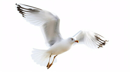 Obraz premium seagull in flight on white background