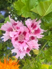 pink hydrangea flowers