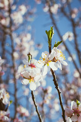Almond tree in full bloom