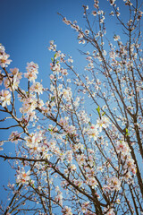Almond tree in full bloom