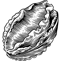Hand drawn Abalone Sketch Illustration