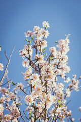 Almond tree in full bloom