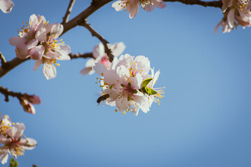 Almond tree in full bloom