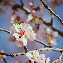 Almond tree in full bloom