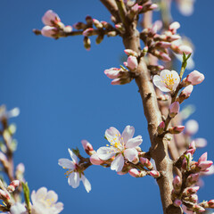 Almond tree in full bloom