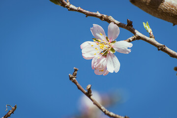 Almond tree in full bloom