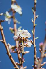 Almond tree in full bloom