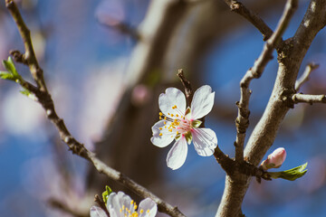 Almond tree in full bloom