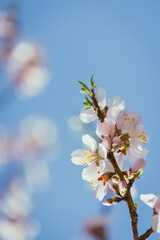 Almond tree in full bloom