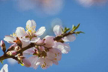 Almond tree in full bloom