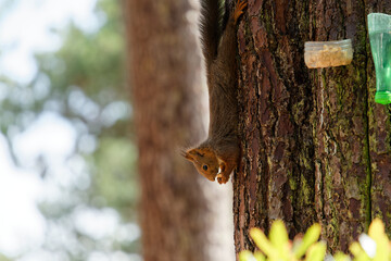 a Eurasian squirrel with reddish fur hangs on a tree and eats a nut © HighDispersion