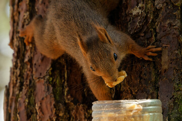 a Eurasian squirrel with reddish fur hangs on a tree and eats a nut © HighDispersion