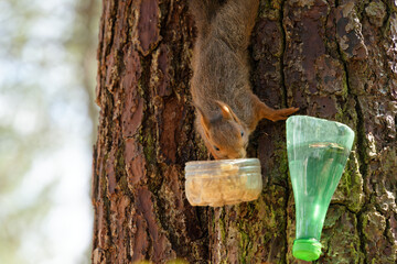 a Eurasian squirrel with reddish fur hangs on a tree and eats a nut © HighDispersion