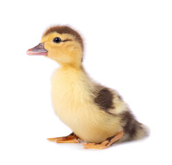 Newborn duckling isolated on white background. Little yellow brown duck. Farm animals. © vandycandy