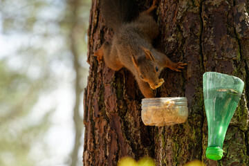 a Eurasian squirrel with reddish fur hangs on a tree and eats a nut © HighDispersion