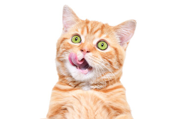 Portrait of a cute red kitten Scottish Straight licking its lips isolated on a white background