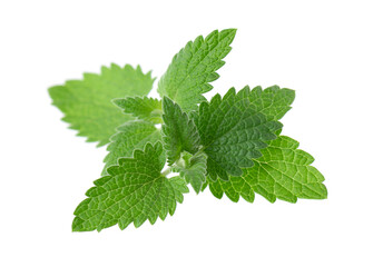 Green leaves of lemon balm or melissa plant isolated on white background. Fresh green mint leaf. Clipping path.