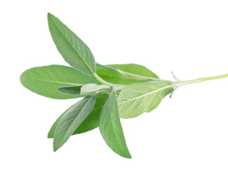 Fresh sage herb isolated on white background. Salvia Officinalis leaves. Medicinal and culinary herb. Clipping path.