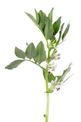 Green bush of fava beans with flowers, isolated on white background. Broad beans.