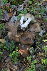 Lyophyllum fumosum, sometimes called the fried chicken mushroom, wild fungus from Finland