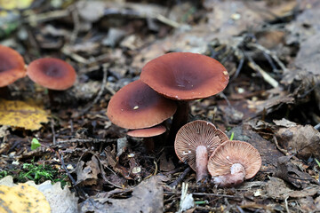 Lactarius camphoratus, commonly known as the curry milkcap, wild mushroom from Finland