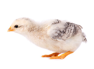 Newborn chicken isolated on white background. Little light gray chick. Farm animals.