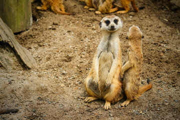Fototapeta premium A group of cute meerkats